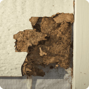 Crawl Space Damage From Termites