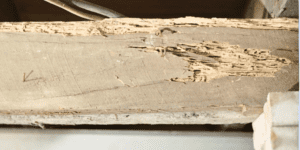 Wood Rot in Your Home