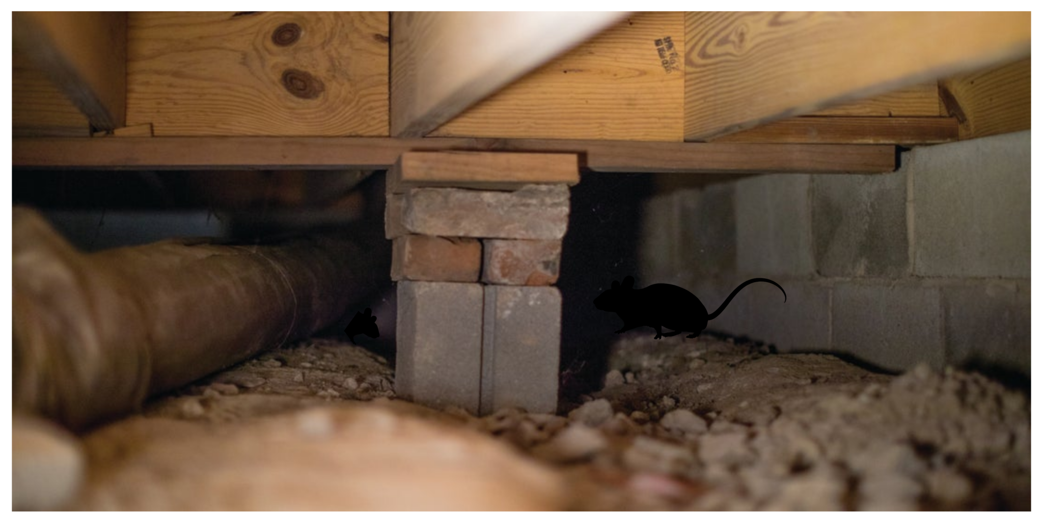 How Securing Your Home s Foundation Limits Pest Infestation TFS 