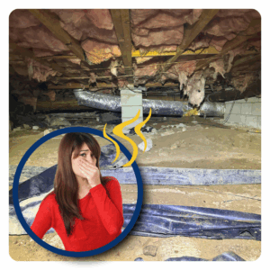 Crawl Space Smells Musty